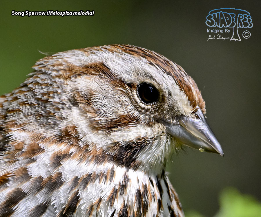 Song Sparrow - Melospiza melodia