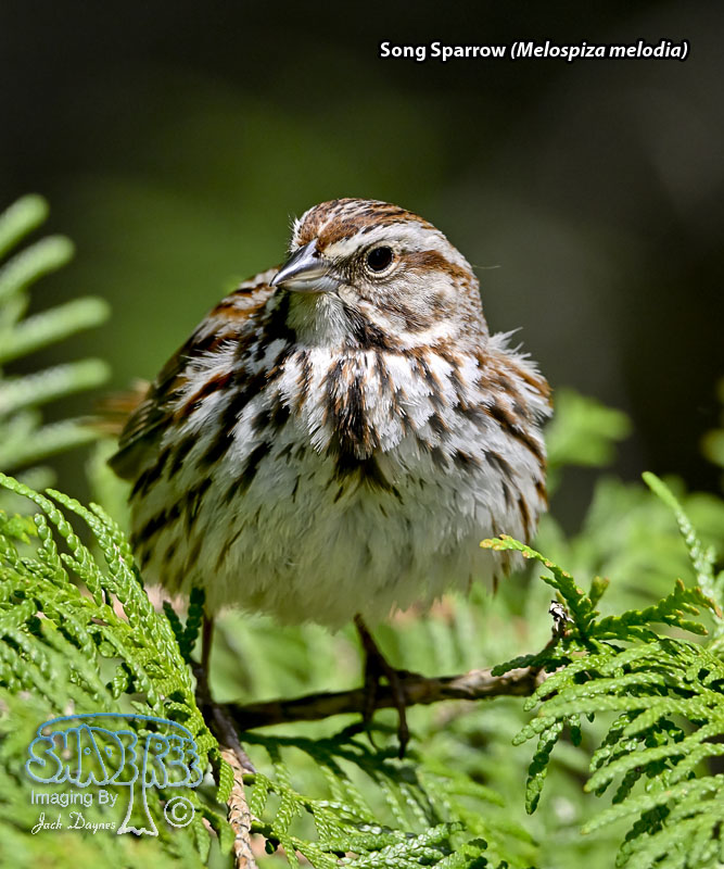Song Sparrow - Melospiza melodia