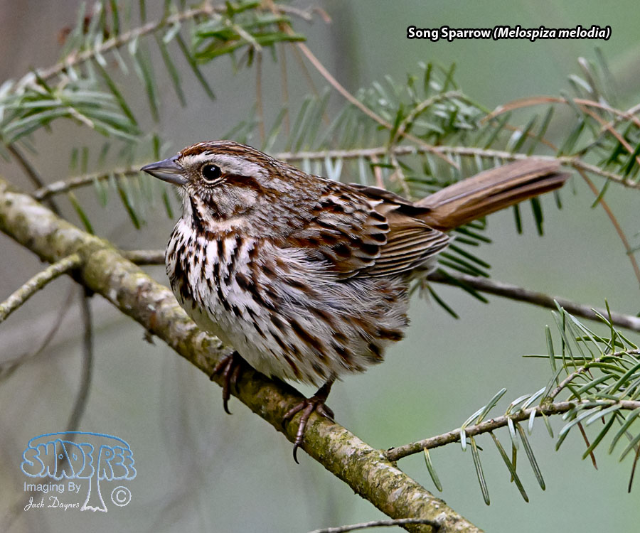 Song Sparrow - Melospiza melodia
