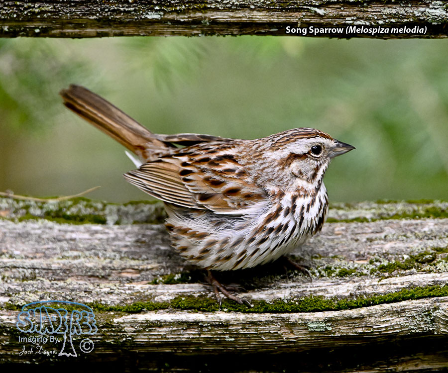 Song Sparrow - Melospiza melodia