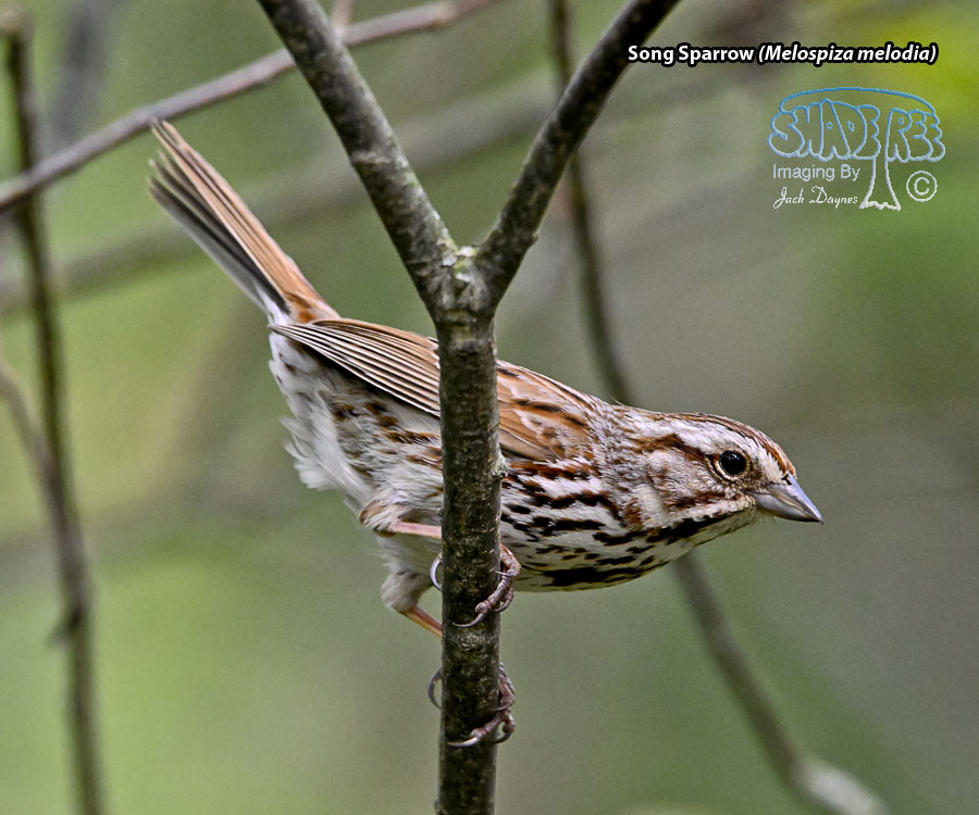 Song Sparrow - Melospiza melodia