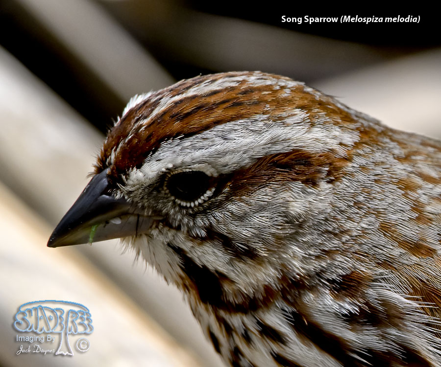 Song Sparrow - Melospiza melodia