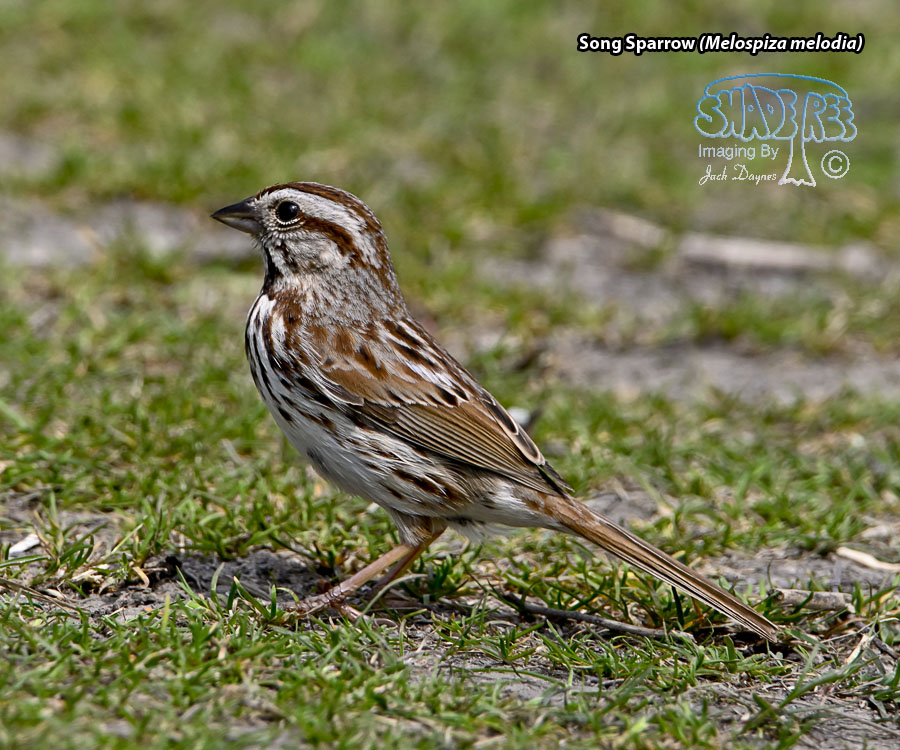 Song Sparrow - Melospiza melodia