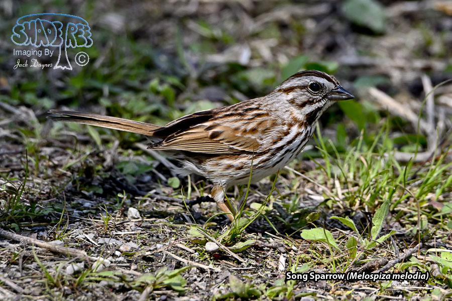 Swamp Sparrow - Melospiza georgiana