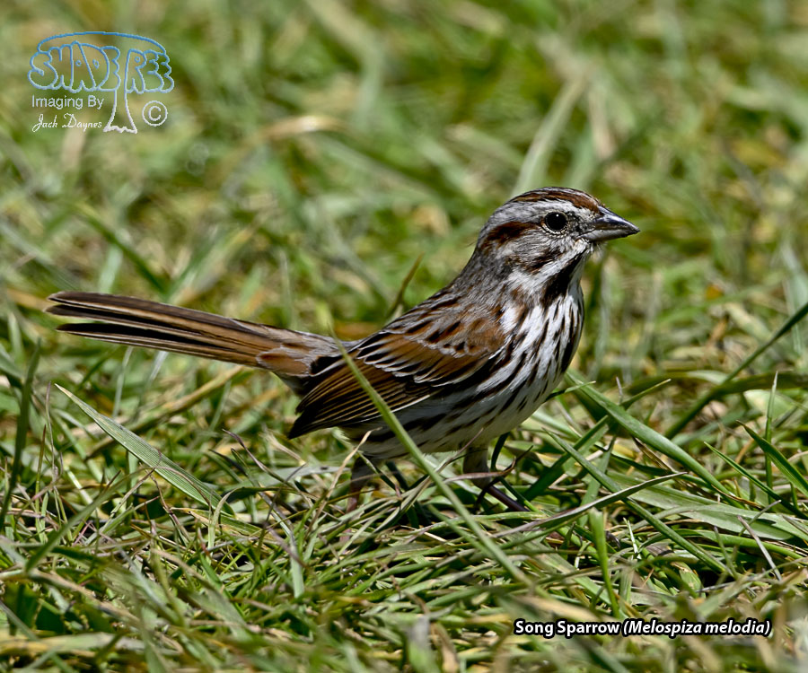 Song Sparrow - Melospiza melodia