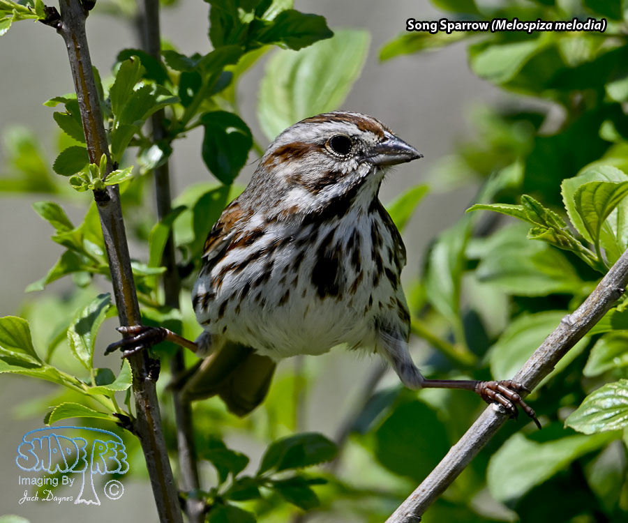 Song Sparrow - Melospiza melodia