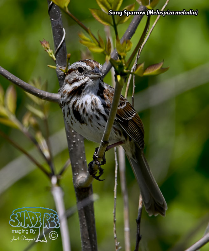 Song Sparrow - Melospiza melodia