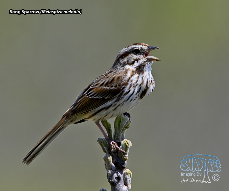 Song Sparrow - Melospiza melodia