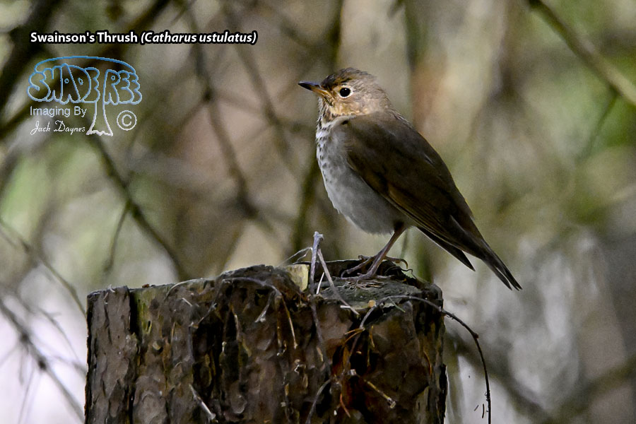 Swainson's Thrush - Catharus ustulatus