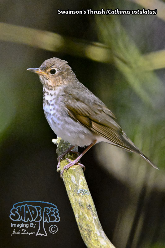 Swainson's Thrush - Catharus ustulatus