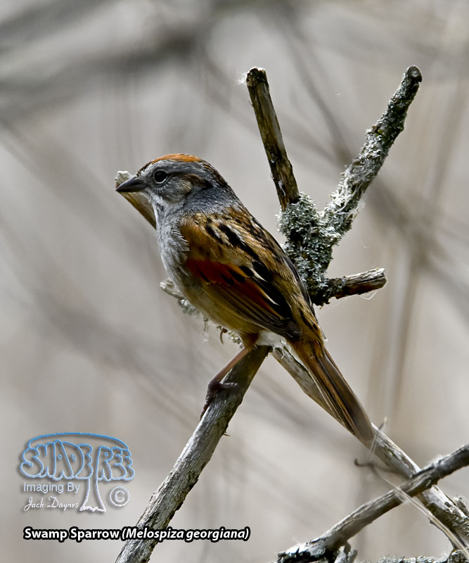 Swamp Sparrow - Melospiza georgiana