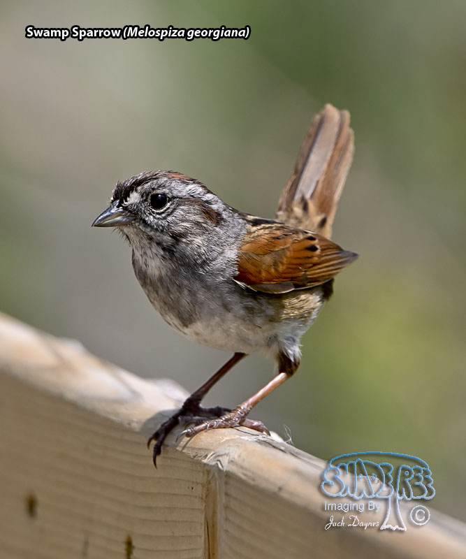 Swamp Sparrow - Melospiza georgiana