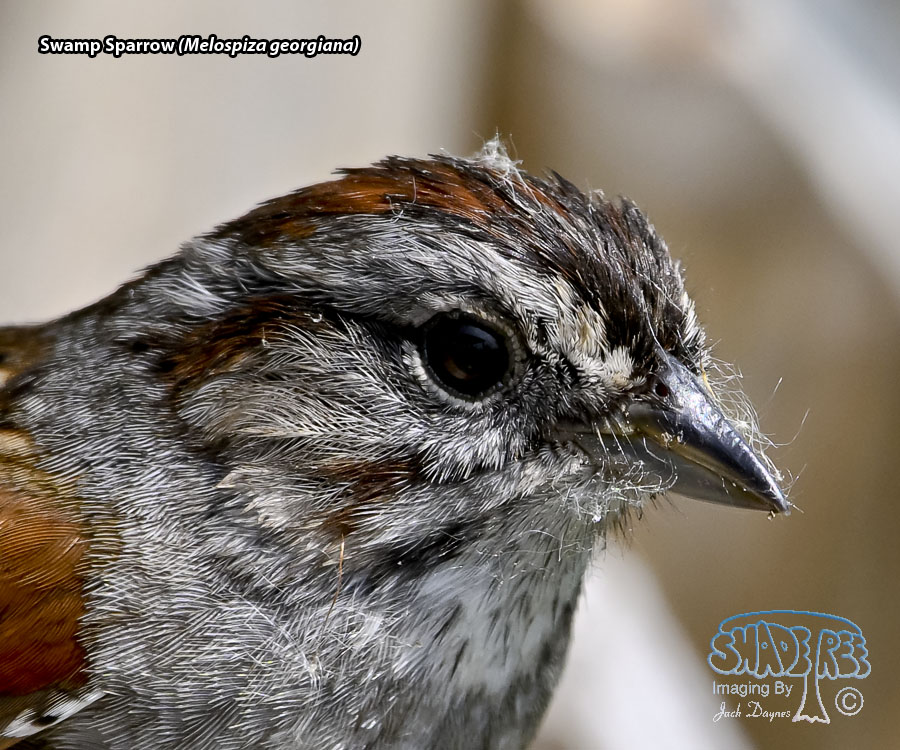 Swamp Sparrow - Melospiza georgiana
