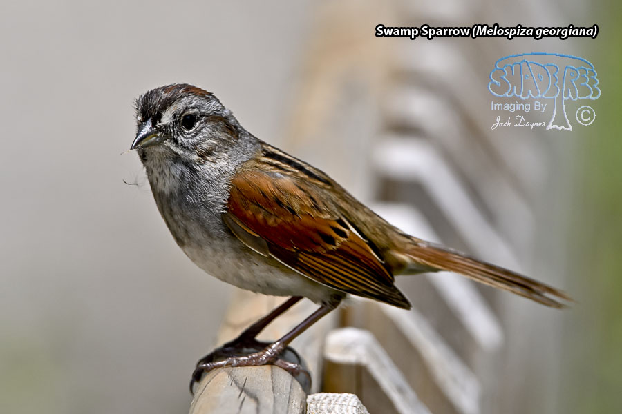 Swamp Sparrow - Melospiza georgiana