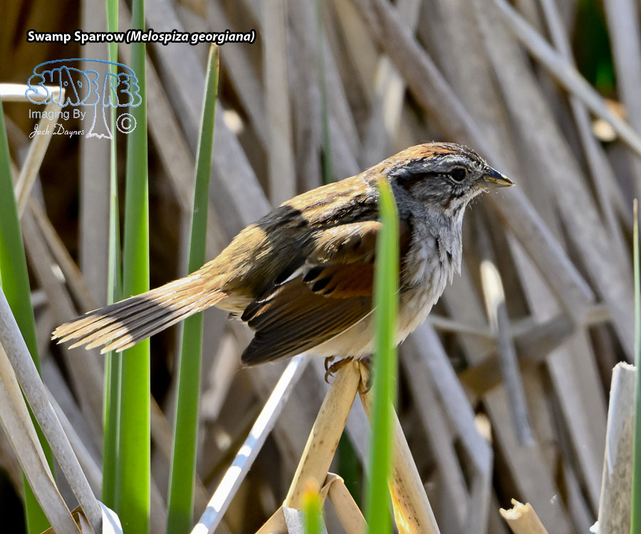 Swamp Sparrow - Melospiza georgiana