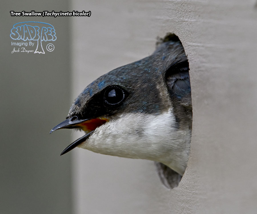 Tree Swallow - Tachycineta bicolor