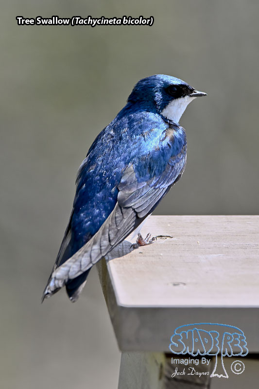 Tree Swallow - Tachycineta bicolor