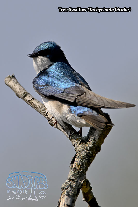 Tree Swallow - Tachycineta bicolor