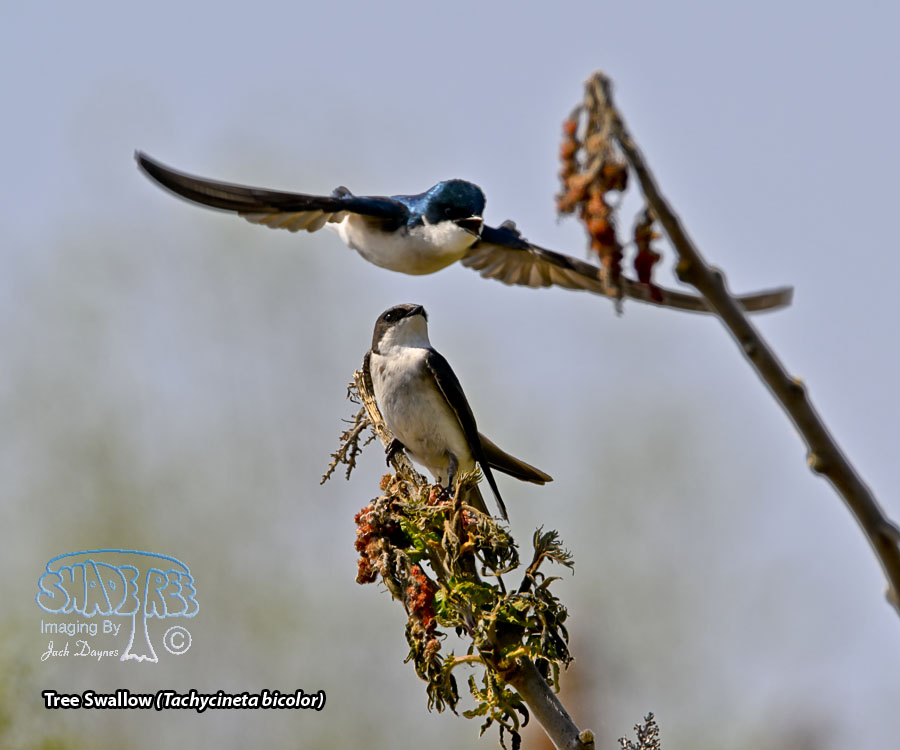 Tree Swallow - Tachycineta bicolor