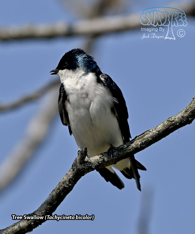 Tree Swallow - Tachycineta bicolor