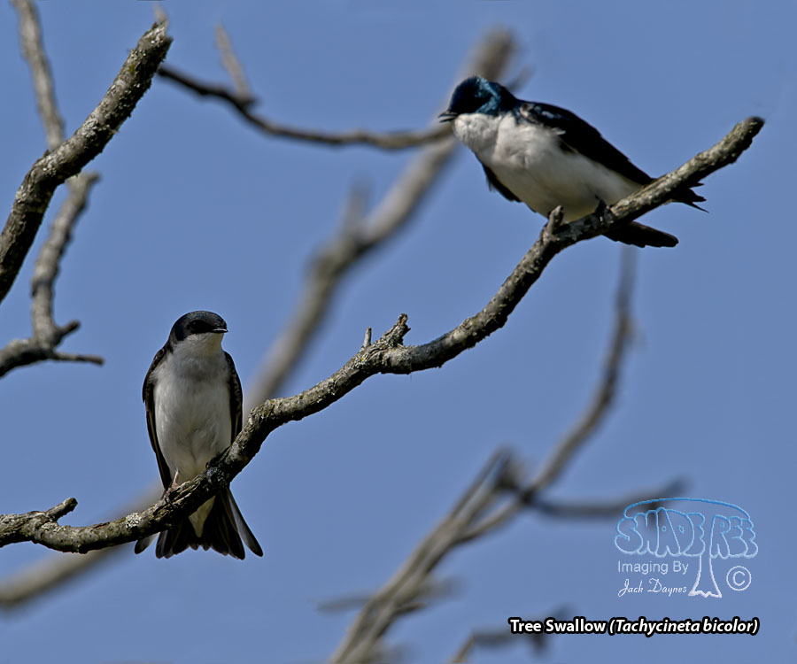 Tree Swallow - Tachycineta bicolor