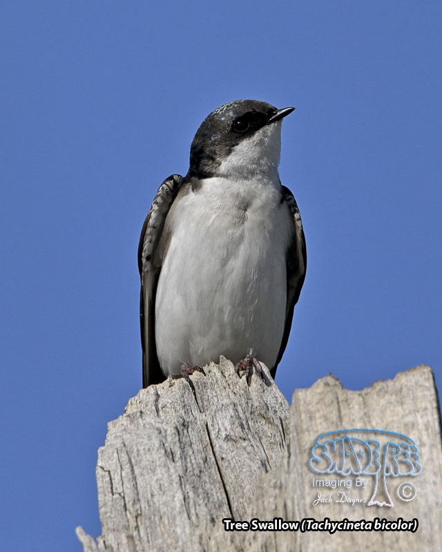 Tree Swallow - Tachycineta bicolor