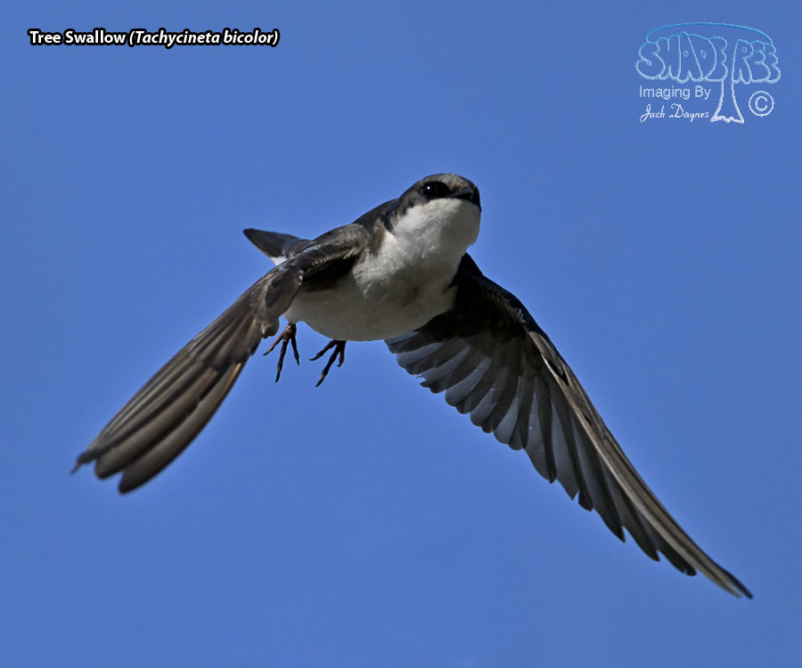 Tree Swallow - Tachycineta bicolor
