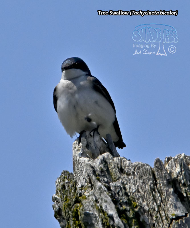 Tree Swallow - Tachycineta bicolor