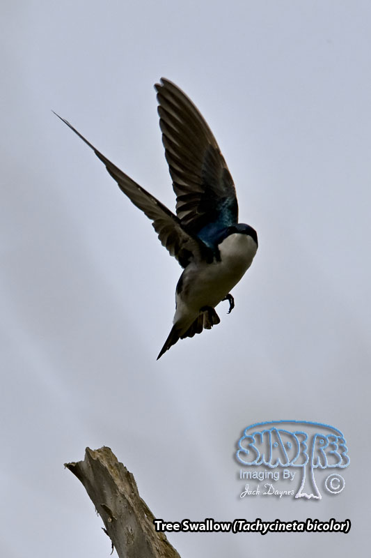 Tree Swallow - Tachycineta bicolor