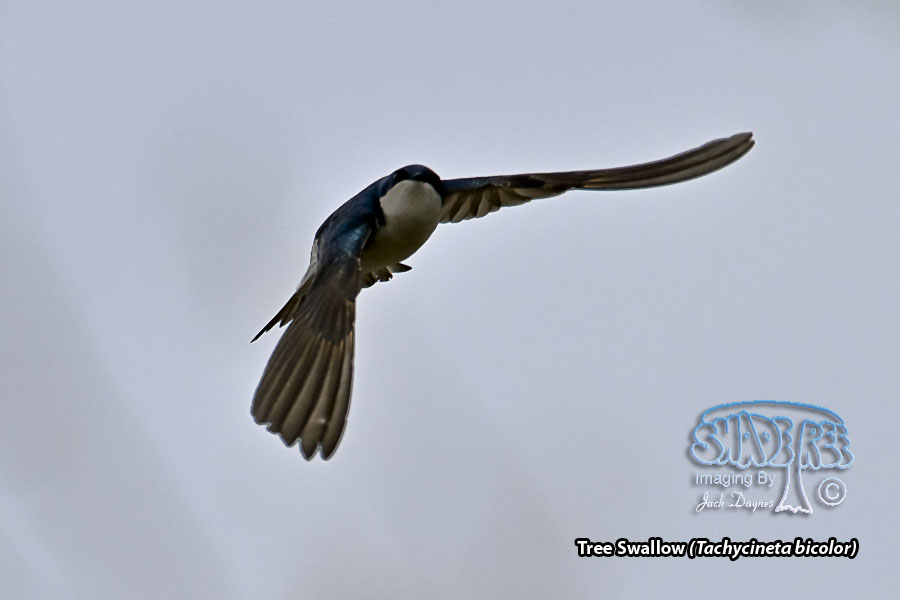 Tree Swallow - Tachycineta bicolor
