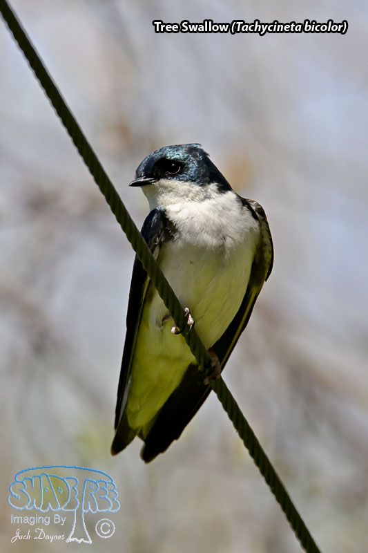 Tree Swallow - Tachycineta bicolor