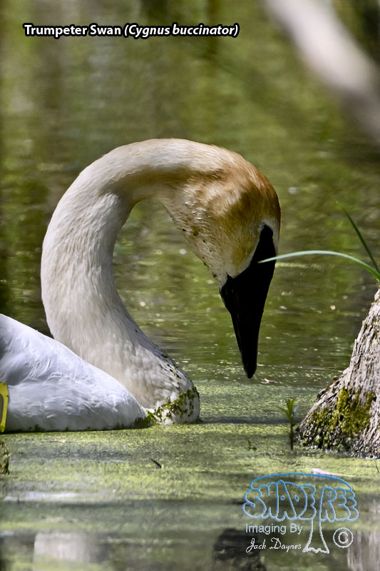 Trumpeter Swan - Cygnus buccinator