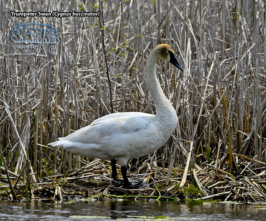 Trumpeter Swan - Cygnus buccinator