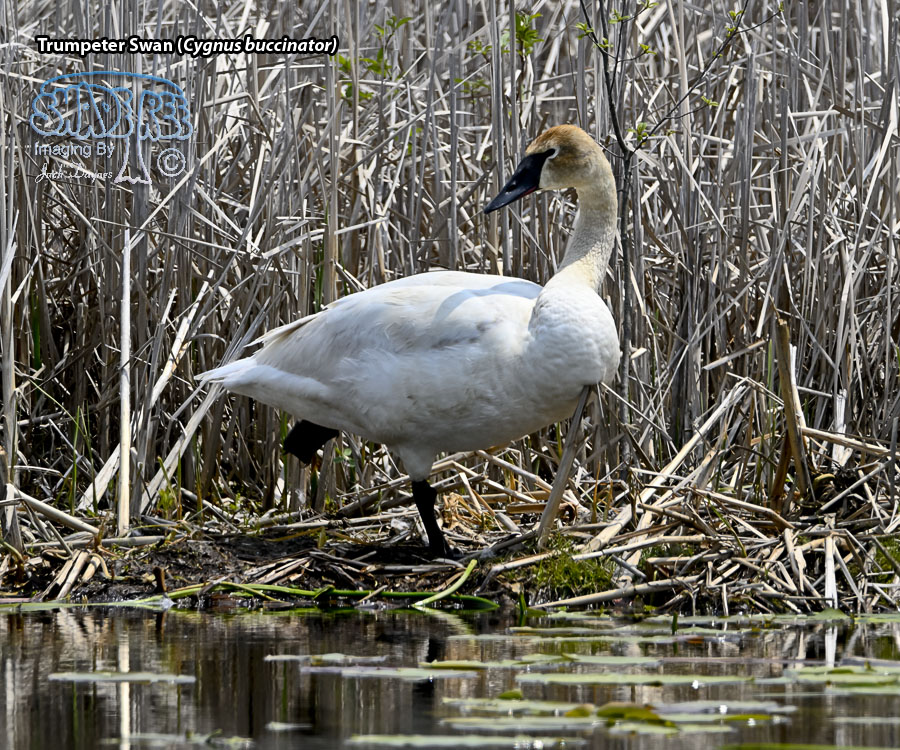 Trumpeter Swan - Cygnus buccinator