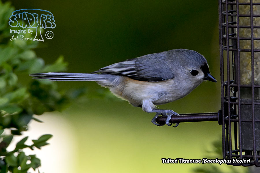 Tufted Titmouse - Baeolophus bicolor