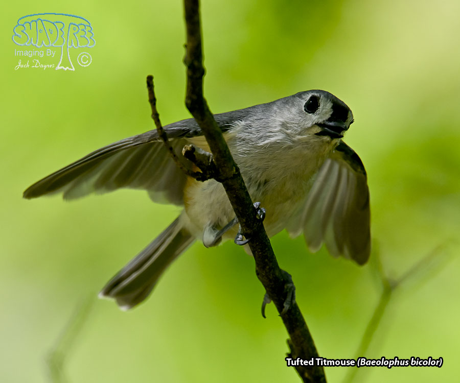 Tufted Titmouse - Baeolophus bicolor