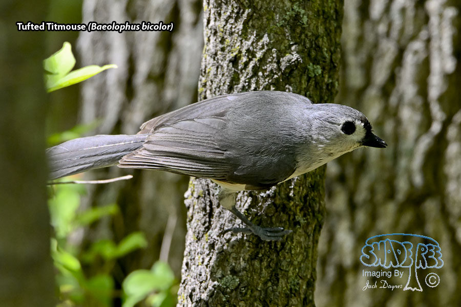 Tufted Titmouse - Baeolophus bicolor