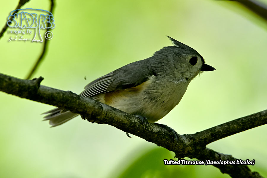 Tufted Titmouse - Baeolophus bicolor