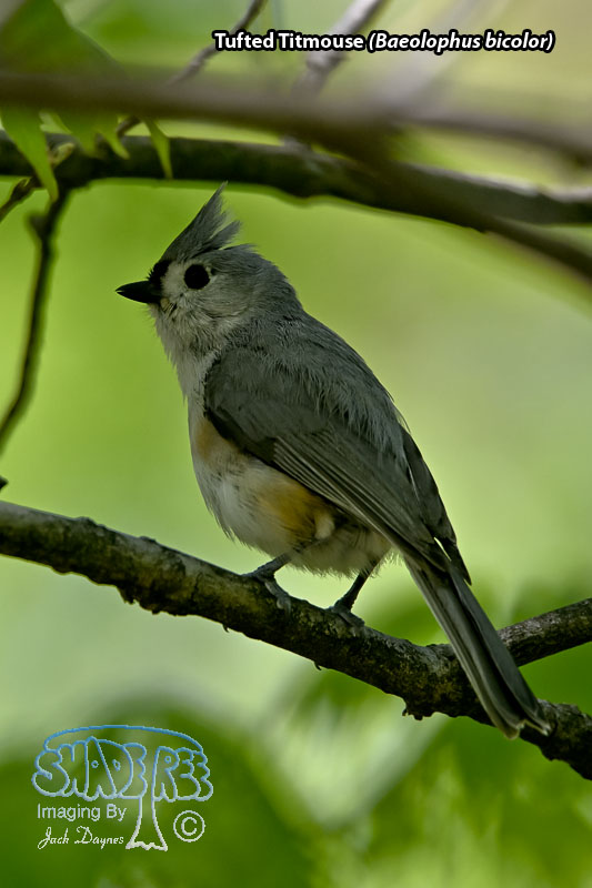 Tufted Titmouse - Baeolophus bicolor