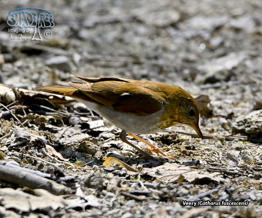 Veery - Catharus fuscescens