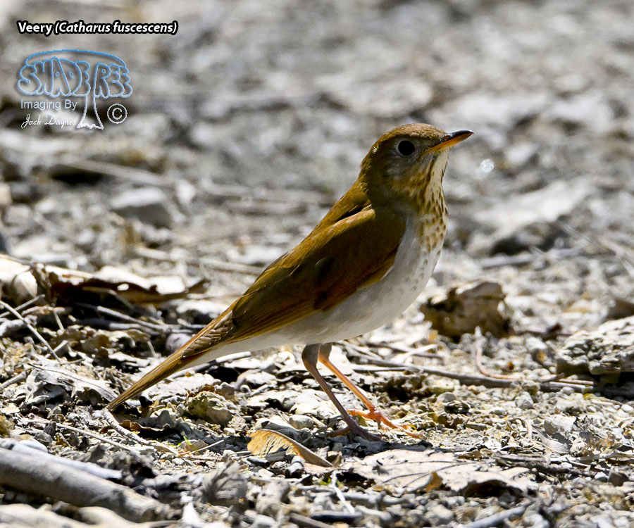 Veery - Catharus fuscescens