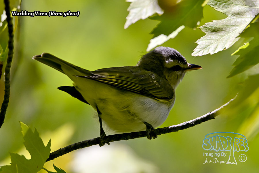 Warbling Vireo - Vireo gilvus