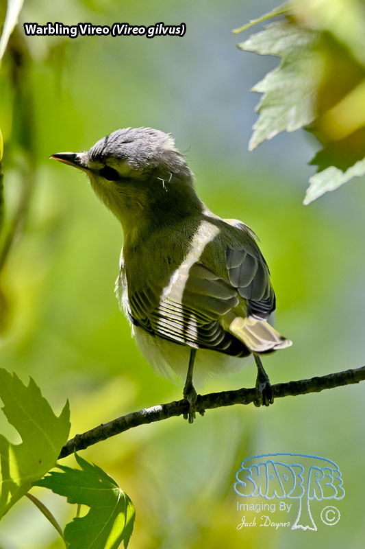 Warbling Vireo - Vireo gilvus