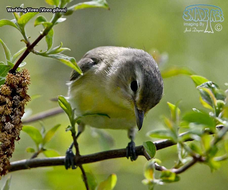 Warbling Vireo - Vireo gilvus