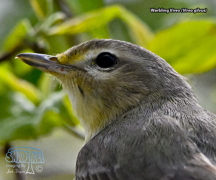 Warbling Vireo - Vireo gilvus