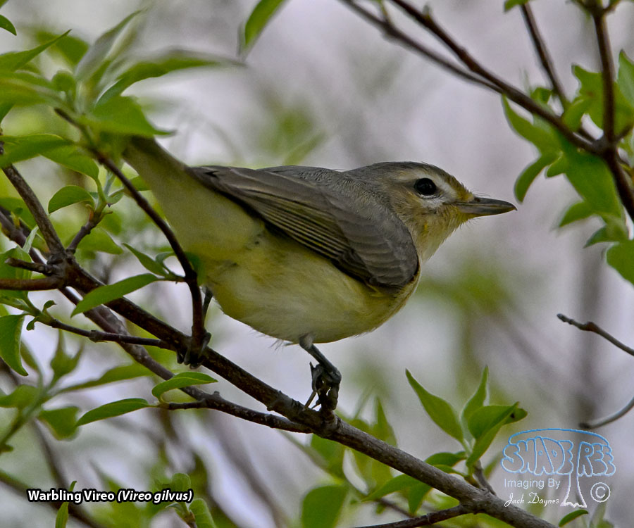 Warbling Vireo - Vireo gilvus