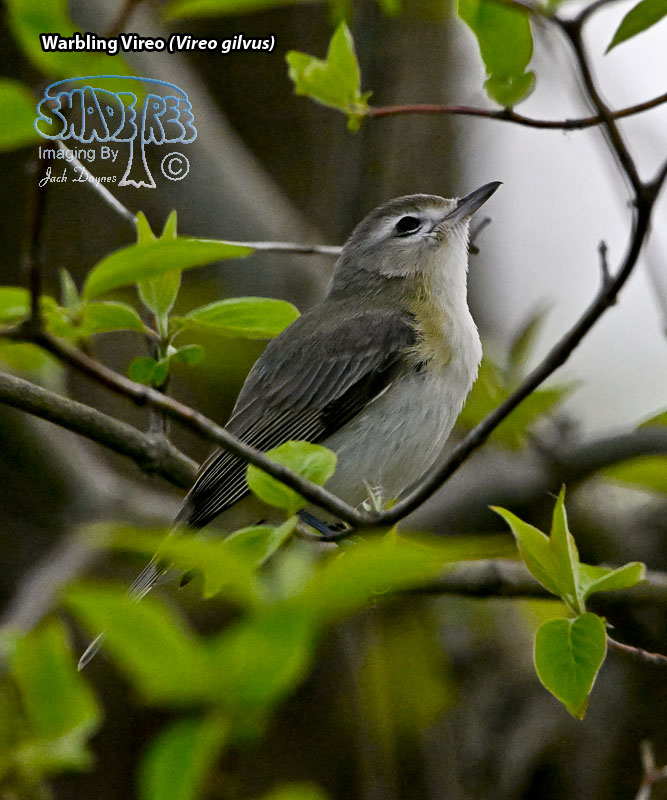 Warbling Vireo - Vireo gilvus
