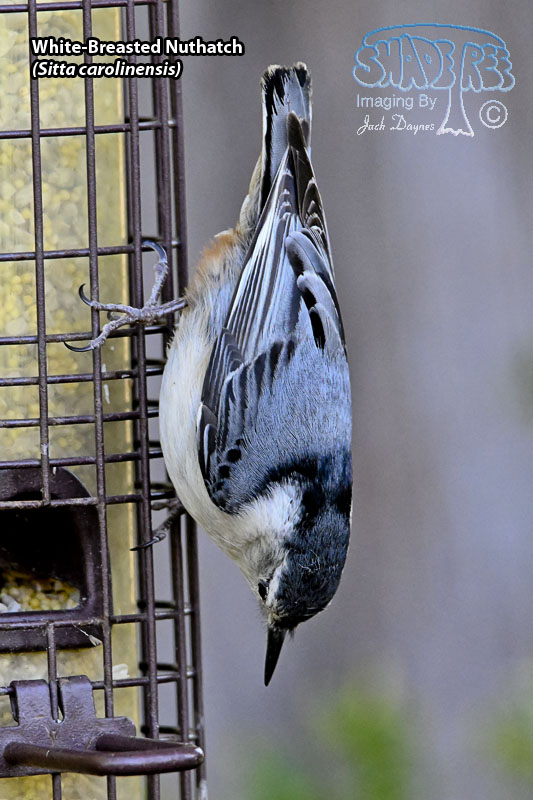 White-Breasted Nuthatch - Sitta carolinensis