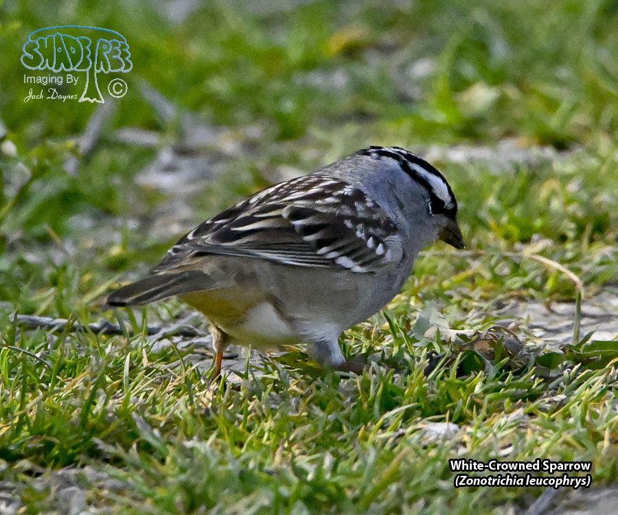 White-Crowned Sparrow - Zonotrichia leucophrys