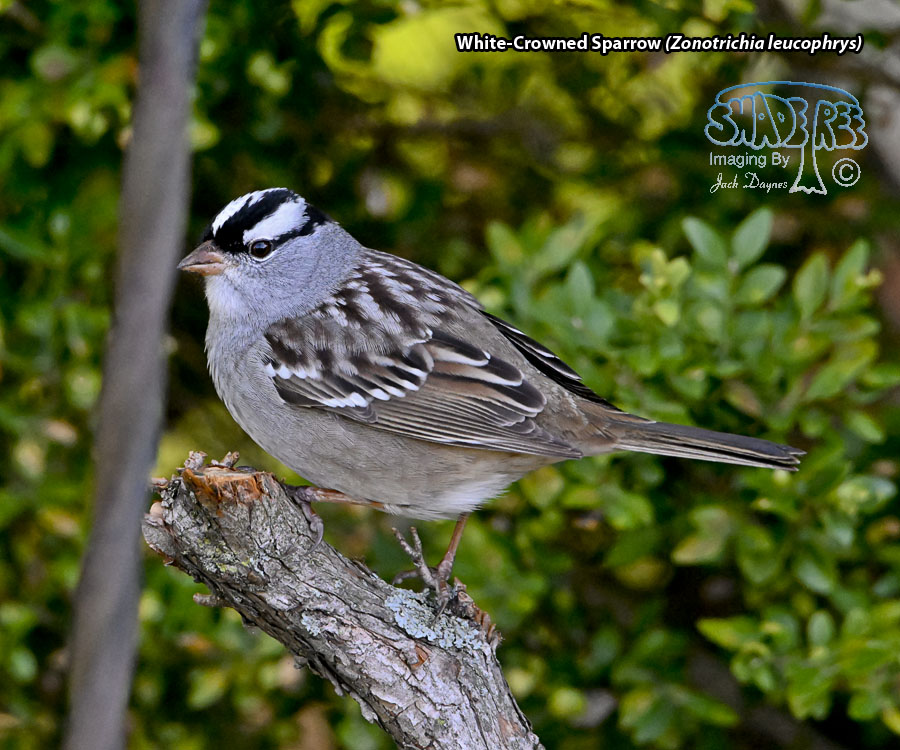 White-Crowned Sparrow - Zonotrichia leucophrys